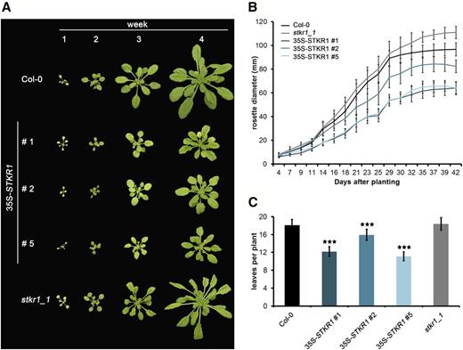Constitutive overexpression of STKR1 reduces plant growth. A, 35S-STKR1 lines 1, 2, and 5 were grown in short-day conditions (8 h of light/16 h of dark) on soil alongside stkr1-1 knockout mutant plants and Columbia-0 (Col-0) as the wild-type control. Photographs were taken every week over a period of 4 weeks. B, Rosette diameter of 35S-STKR1 plants and the stkr1-1 mutant compared with Col-0 as a proxy for plant growth on soil under short-day conditions (8 h of light/16 h of dark). Each value is the mean ± sd of at least three measurements. C, Number of leaves in plants with altered STKR1 expression as compared with the wild type. Leaves were counted 4 weeks after sowing. Asterisks indicate significant differences according to Student’s t test (P < 0.001). Bars represent means ± se ( n = 15).