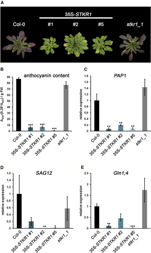 35S-STKR1 plants display reduced anthocyanin accumulation and delayed senescence. A, Phenotypes of STKR1-overexpressing plants compared with the stkr1-1 knockout as well as Col-0. The photograph was taken after growing the plants for 8 weeks in short-day conditions (8 h of light/16 h of dark). B, Anthocyanin content in 8-week-old 35S-STKR1 plants compared with stkr1-1 and control plants. Bars represent means ± se ( n = 5). Significant differences were calculated according to Student’s t test and are indicated by ***, P < 0.001. FW, Fresh weight. C, PAP1 mRNA levels were quantified by qRT-PCR in 8-week-old plants. UBC9 (for ubiquitin carrier protein) was used as a reference gene. Similar results were obtained in three independent experiments. Each bar represents the mean of three biological replicates ± sd. Significant changes in fold expression according to Student’s t test are indicated by **, P < 0.01. D and E, Expression of senescence marker genes is reduced in 35S-STKR1 plants. UBC9 was used as a reference gene. Similar results were obtained in three independent experiments. Each bar represents the mean of three biological replicates ± sd. Significant changes in fold expression according to Student’s t test are indicated by *, P < 0.01; **, P < 0.01; and ***, P < 0.001.