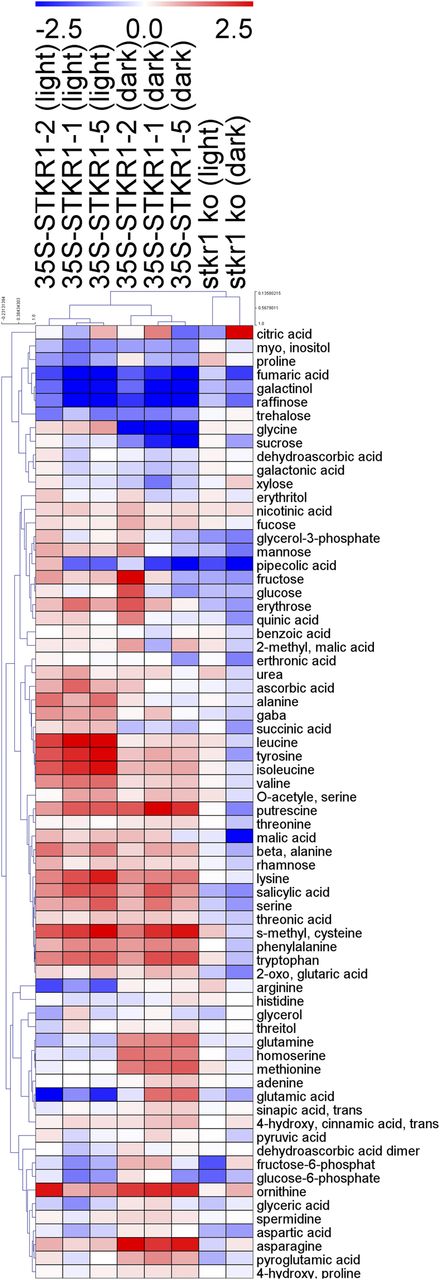 Heat map showing the metabolite changes in 35S-STKR1 lines as compared with stkr1-1 and Col-0 wild-type plants. Plants were grown for 4 weeks in soil under short-day conditions (8 h of light/16 h of dark), and leaves were harvested either 6 h after the onset of light or after a prolongation of the dark period for 6 h. Metabolite data were normalized by control (Col-0) at light and dark conditions. A negative score, depicted in blue, represents decreased levels, while a positive score (red color) shows increased levels. The depth of the color corresponds to the magnitude of the change in levels. The log2 fold change scale is indicated above the heat map. For details, see Supplemental Table S1.