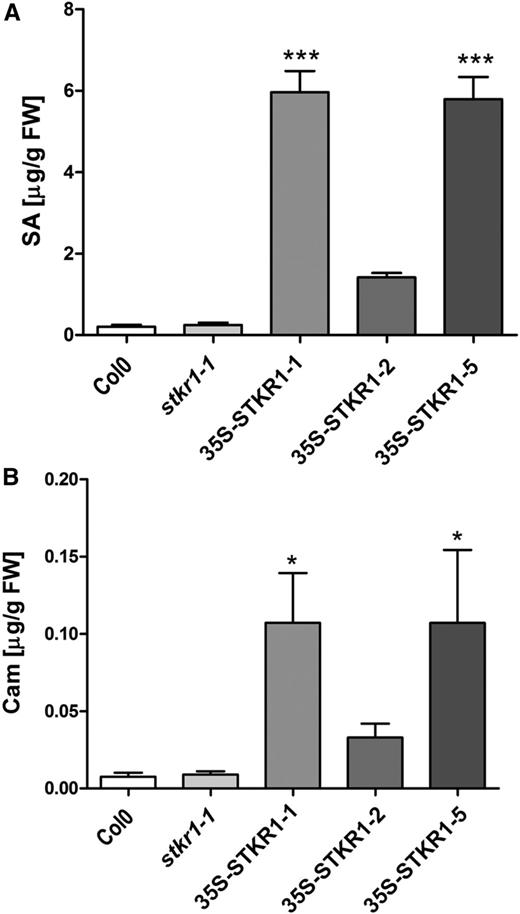 Changes in SA and camalexin levels in 35S-STKR1 lines. A, Total SA (free SA + glycosylated SA) levels were measured after 4 weeks of plant growth under short-day conditions (8 h of light/8 h of dark). Data represent means ± sd (n = 3). Significant differences are indicated by asterisks (***, P < 0.001) and were calculated using Student’s t test. FW, Fresh weight. B, Camalexin levels in 35S-STKR1 plants compared with stkr1-1 mutants and the Col-0 wild type in 4-week-old plants. Data represent means ± sd (n = 3). Significant differences are indicated by asterisks (*, P < 0.05) and were calculated using Student’s t test.
