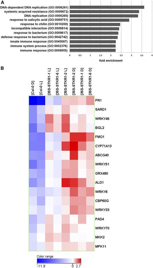Overexpression of STKR1 in Arabidopsis leads to constitutive defense gene expression. A, Functional categories at least 2-fold overrepresented in the entire set of DEGs in 35S-STKR1 Arabidopsis lines after extended dark as determined by the panther tool (www.pantherdb.org). For details, see Supplemental Table S6. B, Heat map showing transcriptional changes of SAR-related genes in 35S-STKR1 transgenic Arabidopsis lines. Normalized (log2) expression values of selected transcripts were clustered using the Euclidean similarity matrix and Ward linkage rule by means of GeneSpring GX 12.5 tools.