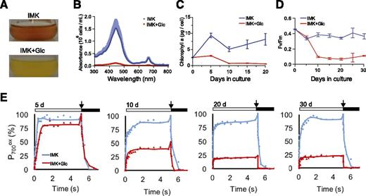 Loss of photosynthetic pigments and of PSII and PSI activities during growth of SSB01 in the presence of Glc. Cells were grown for up to 30 d in IMK or IMK+Glc medium in continuous light, and assays were performed as described in “Materials and Methods.” Photographs of cultures (A) and absorbance spectra of methanol extracts (B) were obtained after 30 d of growth. C, Chl a concentrations of methanol extracts. D, F v/F m of PSII. E, PSI activities (as percentages of the amount of oxidizable P700 in IMK-grown cells). The thickness of the tracing (B) and the error bars (C and D) show the SDs from three biological replicates. In E, each shows one of two biological replicates (after the indicated numbers of days in culture) that gave essentially identical results. White bars, times of exposure to actinic light (156 µmol photons m−2 s−1); arrows, saturating light pulses; black bars, times in the dark.
