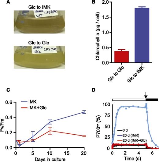 Recovery of pigmentation and PSII and PSI activities after return of Glc-grown SSB01 cells to Glc-free medium. Cells grown for 30 d in IMK+Glc medium (as in Fig. 1) were washed with sterile ASW, subcultured into the same medium (Glc to Glc) or into IMK medium (Glc to IMK), grown further in continuous light, and analyzed either after 20 d of growth (A, B, and D) or at intervals following the transfer (C). Shown are photographs of cultures (A), Chl a concentrations of methanol extracts (B), the F v/F m of PSII (C), and PSI activities (see Fig. 1; D). B and C show the means ± sds from three biological replicates; A and D each show one of two biological replicates that gave essentially identical results.