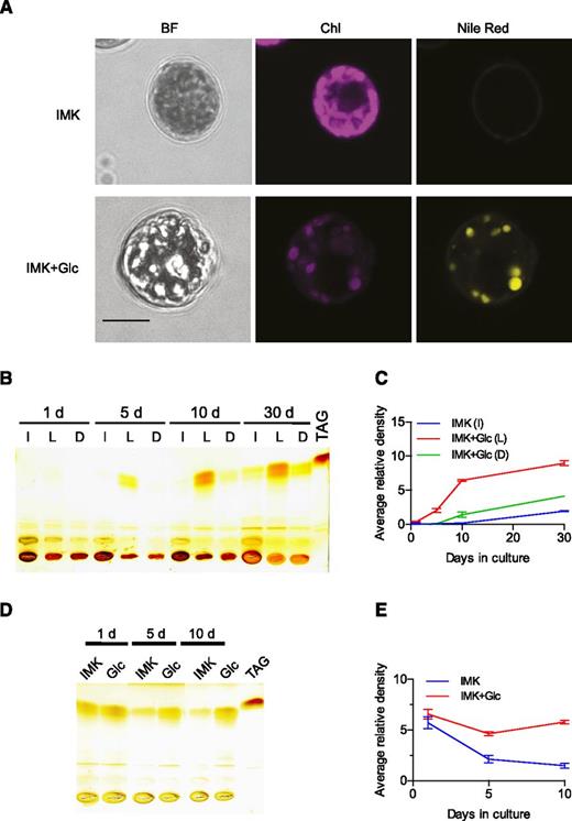 Reversible accumulation of lipids by SSB01 cells grown in the presence of Glc. A, Cells grown for 14 d in IMK or IMK+Glc medium in continuous light (as in Fig. 1) were fixed and stained for lipids with Nile Red (see “Materials and Methods”). Left to right: bright field images; chlorophyll autofluorescence; Nile Red fluorescence. Scale bar (all), 5 μm. B to E, Analysis of neutral lipids by TLC; a commercial TAG preparation (see “Materials and Methods”) was used as a marker. C and E show quantification of the putative TAG bands in B and D, respectively. B and C, Cells were grown for up to 30 d in IMK medium in continuous light (I) or in IMK+Glc medium in continuous light (L) or in the dark (D). The graph in C shows the means ± sds from two technical replicates of the Image J quantification of a single scan. A second biological replicate gave similar results. D and E, Analyses, as in B and C, of cells that had been grown for 30 d in IMK+Glc medium in the light and then shifted to fresh medium (IMK or IMK+Glc medium) and grown for an additional 1 to 10 d in the light. Two biological replicates gave similar results.