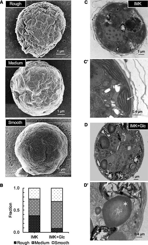 Changes in surface complexity and internal structure in SSB01 cells grown in the presence of Glc. Cells were grown for 14 d in IMK or IMK+Glc medium in continuous light. A, SEM images of representative cells. B, Quantification of cell-surface roughness (see “Materials and Methods”) from images similar to those in A; approximately 50 cells were scored in each population. C and D, TEM images of representative cells (scale bars, 1 µm) after growth in IMK (top) or IMK+Glc (bottom) medium; approximately 50 cells were examined for each population. (C’ and D’) Higher-magnification TEM images highlighting the altered internal membrane structures (e.g. thylakoid structure: arrows) and accumulation of apparent lipid bodies (asterisk) in the cells grown in IMK+Glc medium.
