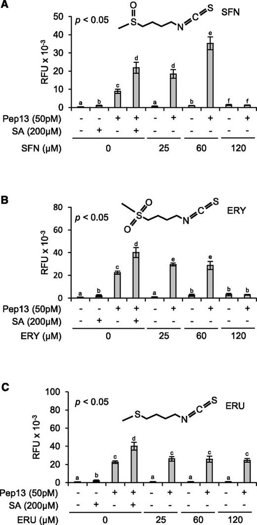 Role of the –N=C=S group and the oxidation state of sulfur in the side chain. A quantity of 1-mL aliquots of a 3-d-old parsley cell culture in microtiter plates was treated with SFN (A), ERY (B), ERU (C), or SA (A–C, positive control). All compounds were dissolved in DMSO (0.25%). Therefore, treatment with 0.25% DMSO served as an additional control. After 24 h on a shaker, 50 pm Pep13 was added. After another 24 h, furanocoumarin fluorescence in the wells was determined. Data were analyzed by one-way ANOVA followed by posthoc Student’s t test. Different letters denote statistically significant differences with 95% confidence. Data presented are means ± sd (n > 6). RFU, Relative fluorescence units.