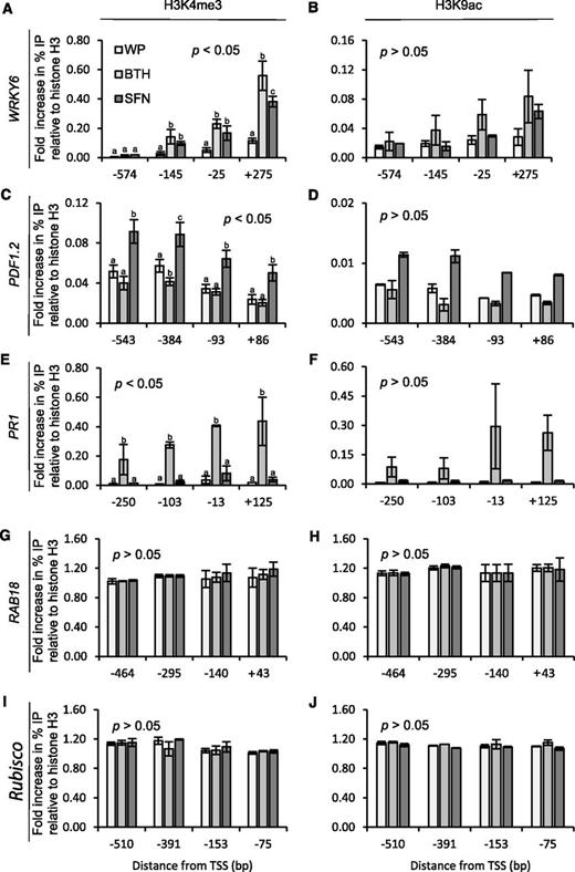 Histone H3 modification in the promoter of Arabidopsis defense genes upon plant treatment with SFN or BTH. Plants were sprayed with WP formulations of SFN (450 µm) or BTH (100 µm). Application of WP served as a control for these treatments. At 24 h after treatment, leaves were harvested and subjected to chromatin extraction, isolation, and immunoprecipitation with antibodies to the H3K4me3 (A, C, E, G, and I) or H3K9ac (B, D, F, H, and J) epitopes. DNA abundance in the precipitate was measured by qPCR with primers specific to WRKY6 (A and B), PDF1.2 (C and D), PR1 (E and F), RAB18 (G and H), or Rubisco (I and J). Data give the fold increase in amplicon abundance compared to a sample from untreated control plants. We analyzed the data for every given position of gene by one-way ANOVA followed by posthoc Student’s t test. Different letters denote statistically significant differences with 95% confidence. Data are means ± sd (n > 3).