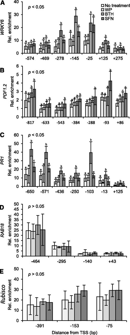 Detection of open chromatin in defense gene promoters/promoter-proximal regions. Arabidopsis plants were left untreated or sprayed with a WP formulation of SFN (450 µm) or BTH (100 µm). WP treatment served as a control for these treatments. After 24 h, we harvested leaves and subjected them to FAIRE. We performed qPCR with primers specific for different sites in the promoter/promoter-proximal region of WRKY6 (A), PDF1.2 (B), PR1 (C), RAB18 (D), and Rubisco (E). Data for every given position of gene were analyzed by one-way ANOVA followed by posthoc Student’s t test. Different letters denote statistically significant differences with 95% confidence. Data presented are means ± sd (n > 6).