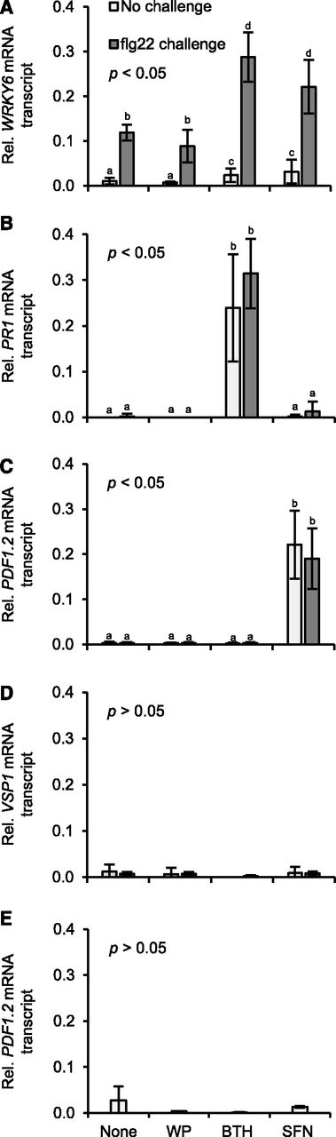 Unprimed or primed defense gene activation in Arabidopsis genotypes treated with SFN or BTH. Wild type (A–D) and ein2-1 (E) plants were left untreated, sprayed with a WP formulation of SFN (450 µm) or BTH (100 µm), or WP only. 24 h later, three leaves of half of the plants for each treatment were challenged by infiltrating flg22 (200 nm; A–D) or left unchallenged (A–E). After 45 min, we extracted RNA from leaves and subjected it to RT-qPCR analysis using gene-specific primers (Supplemental Table S1). Data were analyzed by one-way ANOVA followed by posthoc Student’s t test. Different letters denote statistically significant differences with 95% confidence. Data presented are means ± sd (n > 6).