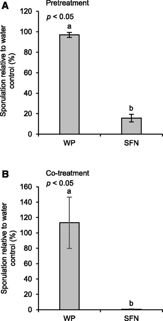 SFN reduces downy mildew disease. A, Plants were treated with water (control), WP, or a WP formulation of SFN (450 µm). Twenty-four hours later, we spray-inoculated plants with a suspension of Hpa conidiospores (5 × 104 spores per mL of water). B, Conidiospores (5 × 104 spores per mL) were suspended in water (control), WP, or a WP formulation of SFN (450 µm). Spore suspensions were mixed and used for spray inoculation of plants. In A and B, inoculated plants were kept at high humidity in short day. After 7 d, we determined the number of spores released by Hpa. Data were analyzed by one-way ANOVA followed by posthoc Student’s t test. Different letters denote statistically significant differences with 95% confidence. Data presented are means ± sd. A, n > 7; B, n > 14.