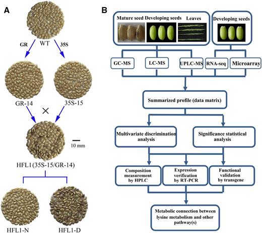 Rice seed samples and schematic diagram of the experimental approaches used in this study. A, Appearance of dehulled mature seeds in various transgenic rice lines and their wild type (WT). GR-14 and 35S-15 transgenic lines were generated by transformation of the GR and 35S constructs into the wild type, respectively. The HFL1 pyramiding transgenic line was produced by crossing GR-14 and 35S-15 lines (35S-15/GR-14) and contained the above two transgenic constructs. HFL1-N and HFL1-D were mature seeds with normal or dark-brown appearance, respectively, from the same set of HFL1 transgenic lines. Bar = 10 mm. B, Schematic diagram of the experimental approaches used in this study.