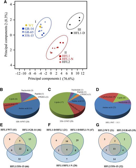 Overview of the metabolomic changes in mature seeds among different comparisons. A, PCA of detected metabolomic data in mature seeds. B to D, Pie charts representing the distribution of DMs in mature seeds from GR-14, 35S-15, and HFL1 compared with the wild type (WT), respectively. E to G, Venn diagrams of DMs detected in mature seeds from different comparisons.