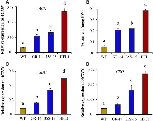 Expression of the JA pathway in different transgenic rice lines and their wild type (WT). A, Relative expression of GLUTAMATE DECARBOXYLASE (GDC) genes in developing seeds at 15 DAF. B, JA content in developing seeds at 15 DAF of transgenic rice and the wild type. FW, Fresh weight. C and D, Relative expression of GDC (C) and the common enzyme CROTONASE (CRO; D) genes in developing seeds at 15 DAF. Error bars represent sd of three biological replicates, and different letters indicate significant differences among transgenic plants and the wild type at P < 0.05.