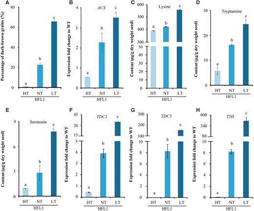 Grain color, metabolite content, and gene expression of HFL1 in comparison with wild-type values (WT) under different temperature treatments during seed development. A, Percentage of dark-brown grains in total mature seeds of HFL1. B, Relative expression of ACX genes in developing seeds at 15 DAF. C to E, Levels of free Lys (C), tryptamine (D), and serotonin (E) in HFL1 mature seeds. F to H, Relative expression of TDC1 (F), TDC3 (G), and T5H (H) genes in developing seeds at 15 DAF. Error bars represent sd of three biological replicates, and different letters indicate statistical significance among transgenic plants at P < 0.05.