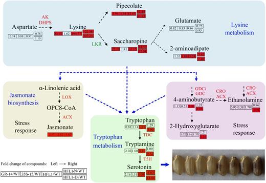 Proposed model for the metabolic connection between Lys metabolism and serotonin biosynthesis in endosperm of HFL rice. The data within shaded cells represent relative values (ratios) comparing the level of each metabolite detected in transgenic rice with that in the wild type (WT), and the red background indicates significantly increased ratios compared with the wild type at P < 0.05. Mean values of three biological replicates were used for comparative analysis.