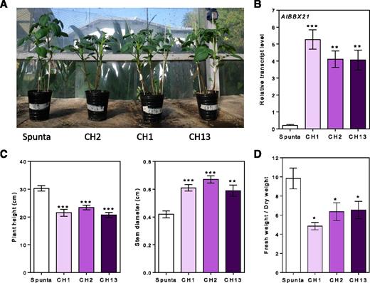 Transgenic AtBBX21 potato lines are more robust and shorter than nontransformed plants. A, Representative photograph of 28-d-old nontransformed (Spunta) and transgenic potato plants (CH1, CH2, and CH13). B, AtBBX21 transcript levels of the three independent transgenic lines used in this study (n = 10). C, Plant height and stem diameter in 21-d-old plants (n = 10). D, Fresh weight relative to dry weight in 35-d-old plants (n = 10). n = number of biological replicates. Mean values are shown with error bars indicating se. Asterisks indicate significant difference between nontransformed and transgenic lines (*P < 0.05, **P < 0.01, and ***P < 0.001).
