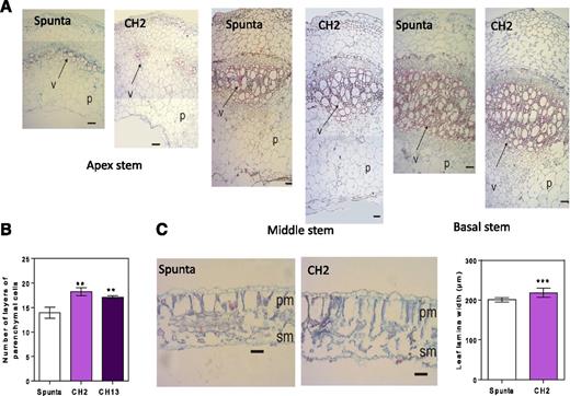 Heterologous expression of AtBBX21 promotes stem vasculature and leaf thickening in potato plants. A, Cross section of apex, middle, and basal stems of nontransformed (Spunta) and transgenic plants (CH2). B, Layer number of parenchymal cells (n = 3). C, Leaf lamina width (n = 3). p, Parenchyma; v, vascular bundle; pm, palisade mesophyll cell; sm, spongy mesophyll cells. Bar = 50 µm. n = technical replicates for each genotype. Mean values are shown with error bars indicating se. Asterisks indicate significant difference between nontransformed and transgenic lines (**P < 0.01 and ***P < 0.001).