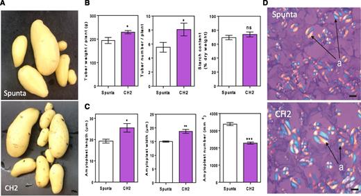 Heterologous expression of AtBBX21 increases tuber yield in potato plants. A, Representative photographs of nontransformed (Spunta) and transgenic tubers (CH2) at the end of the experiment. B, Tuber weight, tuber number (n = 12), and starch content (n = 5). C, Amyloplast length, width, and number (n = 3). D, Cross section of tubers. a, Amyloplast. Bar = 10 µm. n = number of biological replicates. Mean values are shown with error bars indicating se. Data were analyzed by Student’s t tests, and asterisks indicate significant difference between nontransformed and transgenic lines (*P < 0.05, **P < 0.01, and ***P < 0.001; NS, not significant).
