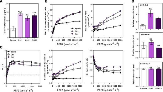 Heterologous expression of AtBBX21 increases photosynthesis in potato plants. A, Chlorophyll levels of nontransformed (Spunta) and transgenic (CH1, CH2, and CH13) potato leaves (n = 10). B, Photosynthesis, transpiration rate, stomatal conductance, and internal concentration of CO2 as a function of PPFD (n = 4). C, WUE as function of PPFD (n = 4). D, StRCA, StLHCB, and StFTSZ1 transcript levels (n = 4). n = number of biological replicates. Mean values are shown with error bars indicating se. Data were analyzed by Student’s t tests, and asterisks indicate significant difference between nontransformed and transgenic lines (*P < 0.05, **P < 0.01, and ***P < 0.001; NS, not significant).