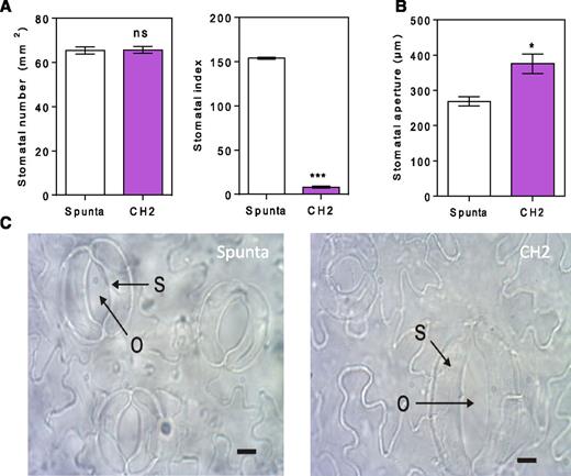 Heterologous expression of AtBBX21 increases stomatal aperture in potato leaves. A, Stomatal density and stomatal index estimated as the number of abaxial stomata/adaxial stomata of nontransformed (Spunta) and transgenic (CH2) potato leaves (n = 3). B, Stomatal aperture (n = 3). C, Representative photographs of stomata in nontransformed and BBX21-overexpressing lines. S, Stomata; O, opercule. Bar = 10 µm. n = number of biological replicates. Mean values are shown with error bars indicating se. Data were analyzed by Student’s t tests, and asterisks indicate significant difference between nontransformed and transgenic lines (*P < 0.05 and ***P < 0.001; NS, not significant).