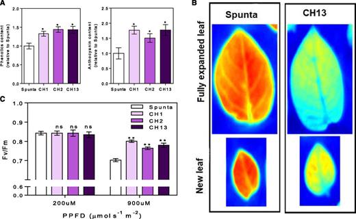 Heterologous expression of AtBBX21 increases anthocyanin and phenolic levels in potato leaves. A, Phenolics and anthocyanins in nontransformed (Spunta) and transgenic (CH1, CH2, and CH13) potato leaves (n = 5). B, Sunscreen pigment accumulation in young and totally expanded leaves. Sunscreen accumulation is revealed by a decrease in the intensity of UV-induced chlorophyll fluorescence (less fluorescence indicates higher accumulation of anthocyanin and phenolic compounds). C, Maximal photochemical efficiency (F v/F m) in 14-d-old plants acclimated at low irradiance (200 μmol m−2 s−1) and then exposed at high irradiance (900 μmol m−2 s−1) for 2 h (n = 6). n = number of biological replicates. Mean values are shown with error bars indicating se. Data were analyzed by Student’s t tests, and asterisks indicate significant difference between nontransformed and transgenic lines (*P < 0.05 and **P < 0.01; NS, not significant).
