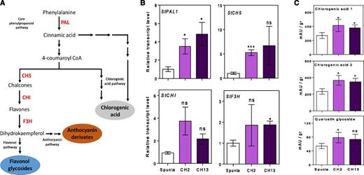 Heterologous expression of AtBBX21 in potato promotes gene expression and metabolites accumulation related with the phenylpropanoid pathway in leaves. A, Diagram of phenylpropanoid pathway and key enzymes. B, PAL, CHS, CHI, and F3H transcript levels (n = 4). C, Chlorogenic acid 1, chlorogenic acid 2, and quercetin glycoside metabolites measured by HPLC (n = 5). n = number of biological replicates. Mean values are shown with error bars indicating se. Data were analyzed by Student’s t tests, and asterisks indicate significant difference between nontransformed and transgenic lines (*P < 0.05; NS, not significant).