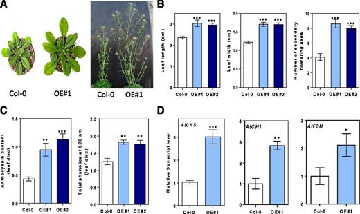BBX21 overexpression promotes rosette expansion, branching, and accumulation of anthocyanins and phenolics in Arabidopsis. A, Representative photographs showing vegetative rosette (35-d-old plants, left) and secondary flowering ramifications (98-d-old plants, right) in wild-type (Col) and BBX21-overexpresed (BBX21-OE) Arabidopsis plants. B, Leaf length, width of the fourth expanded leaf, and number of secondary flowering axes (n = 8). C, Anthocyanin and phenolic content in leaves (n = 5). D, CHS, CHI, and F3H transcript levels (n = 3). n = number of biological replicates. Mean values are shown with error bars indicating se. Data were analyzed by Student’s t tests, and asterisks indicate significant difference between Col and BBX21-OE Arabidopsis plants (*P < 0.05, **P < 0.01, and ***P < 0.001).