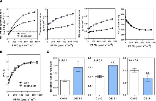 BBX21 overexpression promotes photosynthesis in Arabidopsis. A, Photosynthesis, transpiration rate, stomatal conductance, and internal concentration of CO2 as function of PPFD (n = 4). B, WUE as function of PPFD (n = 4). C, FD1, RCA, and LHCA transcripts (n = 3). n = number of biological replicates. Mean values are shown with error bars indicating se. Data were analyzed by Student’s t tests, and asterisks indicate significant difference between Col and BBX21-OE plants (*P < 0.05 and **P < 0.01; NS, not significant).