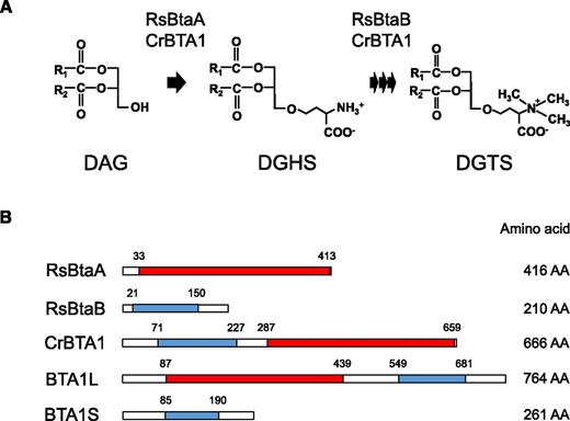Biosynthetic pathway for DGTS. A, DGTS is synthesized from DAG via two step reactions. DGHS, Diacylglycerylhomo-Ser. B, Biosynthetic enzymes for DGTS with their catalytic domains. RsBtaA and the C-terminal domain of CrBTA1 catalyze the first step, and RsBtaB and the N-terminal domain of CrBTA1 catalyze the second step. Domains of 3-amino-3-carboxypropyltransferase and N-methyltransferase predicted with Pfam 30.0 are indicated by red and blue boxes, respectively. The start and end point of the domains are indicated above each construct, and the total number of amino acid residues (AA) is shown to the right. Rs, Rhodoobacter sphaeroides; Cr, Chlamydomonas reinhardtii.