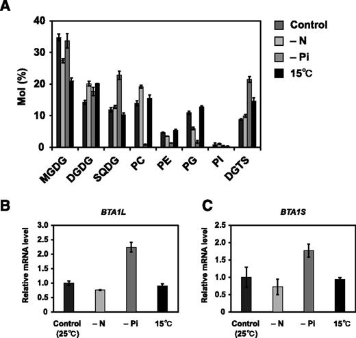 Changes in membrane lipid composition relative expression level of BTA1L and BTA1S genes under stress. A, Membrane lipid composition of N. oceanica wild-type strain grown under normal, nitrogen-starved, Pi-starved, or 15°C conditions for 3 d. B and C, Relative expression of BTA1L (B) and BTA1S (C) under the four conditions. Expression was normalized to that of the gene encoding NADH dehydrogenase subunit 11. Data represent the means ± sd of three biologically independent experiments. PG, Phosphatidylglycerol; PI, phosphatidylinositol; SQDG, sulfoquinovosyldiacylglycerol.