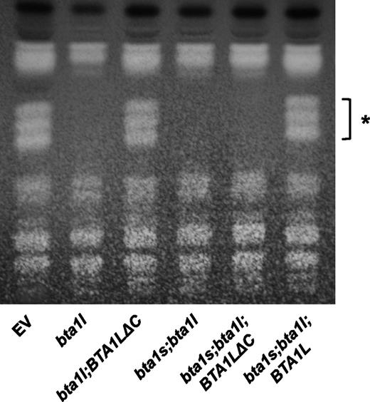 DGTS synthesis in bta1l and the BTA1L- or BTA1LƊC-complemented mutant as assessed with TLC. Total lipid of EV, bta1l, bta1l;BTA1LƊC, bta1s;bta1l, bta1s;bta1l;BTA1LƊC, and bta1s;bta1l;BTA1L cultivated under Pi-starved conditions for 4 d were separated by one-dimensional TLC using solvent system chloroform/methanol/acetic acid/water (170:30:15:3, v/v/v/v). The asterisk denotes spots of DGTS.