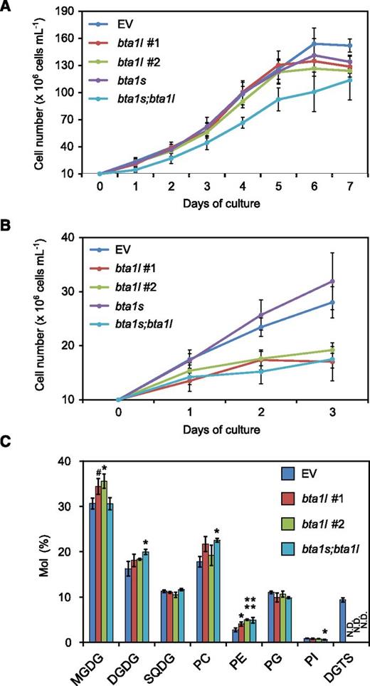 Phenotypes of mutants bta1l, bta1s, and bta1s;bta1l. A and B, Growth curve for EV, bta1l, bta1s, and bta1s;bta1l under Pi-sufficient (A) and Pi-deficient (B) conditions. Each cell culture was diluted with medium to an initial density of 107cells mL–1. Data represent the mean ± sd of four (A) and three (B) biologically independent experiments. C, Comparison of relative polar lipid composition. The EV line (control) and mutant lines were cultivated under normal conditions for 3 d and then harvested for lipid analysis. Data represent the mean ± sd of three biologically independent experiments. Statistical significance was determined with Dunnett’s test (compared with EV): #, P < 0.1; *, P < 0.05; **, P < 0.01. SQDG, Sulfoquinovosyldiacylglycerol; PG, phosphatidylglycerol; PI, phosphatidylinositol; N.D., not detected.