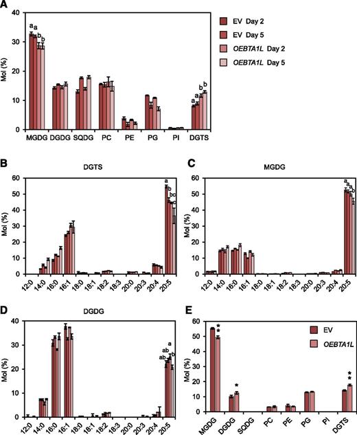 Membrane lipid analysis of the BTA1L overexpression line. A, Comparison of membrane lipid composition between EV and OEBTA1L. B to D, Fatty acid profiles for DGTS (B), MGDG (C), and DGDG (D). Data represent the mean ± sd of three biologically independent experiments. Statistical significance was determined with Tukey’s test and is indicated by letters at the top. E, Distribution of 20:5 within the eight classes of membrane lipid after 2 d of culture. Data represent the mean ± sd of three biologically independent experiments. Statistical significance was determined with the two-tailed Student’s t test: *, P < 0.05; **, P < 0.01. SQDG, Sulfoquinovosyldiacylglycerol; PG, phosphatidylglycerol; PI, phosphatidylinositol.