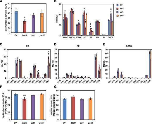Phenotypes of the mutants bta1l, cct1, and pect1 grown at low temperature. A, Number of cells for EV and the indicated mutants after 3 d of culture. B to E, Comparison of relative polar lipid composition (B) and fatty acid profile of PC (C), PE (D), and DGTS (E) in EV, bta1l, cct1, and pect1. F and G, Molar ratio of 20:5 in extraplastidic (F) and plastidic (G) membrane lipids. Data represent the mean ± sd of three biologically independent experiments. Statistical significance was determined with Dunnett’s test (compared with EV): *, P < 0.05; **, P < 0.01; ***, P < 0.001. SQDG, Sulfoquinovosyldiacylglycerol; PG, phosphatidylglycerol; PI, phosphatidylinositol.