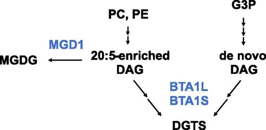 Schematic model for the DGTS biosynthesis in Nannochloropsis. We proposed that 20:5-containing DGTS and 20:5-free DGTS are formed by different pathways with different physiological relevance. The 20:5-enriched DAG derived from phospholipids would diverge to use for DGTS or MGDG biosynthesis catalyzed by BTA1L and BTA1S or MGD1, respectively. Blue represents enzymes and black represents metabolites.G3P, Glycerol 3-phosphate; MGD1, MGDG synthase 1.