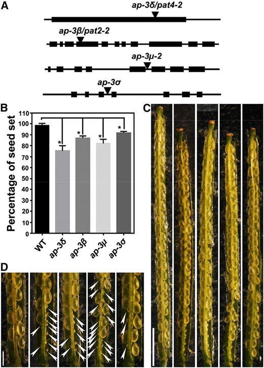 Mutations at AP‐3 subunits result in reduced seed set. A, Schematic illustration of T-DNA insertions within the genomic regions of AP-3 subunit-encoding genes, AP-3δ, AP-3β, AP-3µ, and AP-3σ. Arrowheads point at the T-DNA insertion sites. B, Quantitative analysis of seed set in the wild type (WT) and the ap-3 mutants. Results are means ± sd (n = 20). Each mutant is significantly different from the wild type in seed set, as indicated by asterisks (one-way ANOVA, Dunnett’s multiple comparison test, P < 0.05). C and D, From left to right: representative siliques from the wild type, ap-3δ, ap-3β, ap-3µ, and ap-3σ. Closeup images of the bottom part of C are shown in D. Arrowheads point at undeveloped ovules. Bars = 2 mm for C and 500 µm for D.