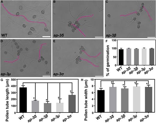 Functional loss of AP‐3 reduces pollen tube growth in vitro. A to E, In vitro pollen tubes from the wild type (WT; A), ap-3δ (B), ap-3β (C), ap-3µ (D), and ap-3σ (E) at 4 h after germination. Two representative pollen tubes from each genotype are highlighted in pink. Bars = 50 µm. F to H, Germination ratio (F), length (G), and apical width (H) of pollen tubes after 4 h of incubation in germination medium. Results shown are means ± sd (n = 300 for F, 100 for G, and 60 for H). All mutants are not significantly different from the wild type in the germination ratio (one-way ANOVA, Dunnett’s multiple comparison test, P > 0.05). Each mutant is significantly different from the wild type in the length or width of pollen tubes, as indicated by asterisks (one-way ANOVA, Dunnett’s multiple comparison test, P < 0.05).