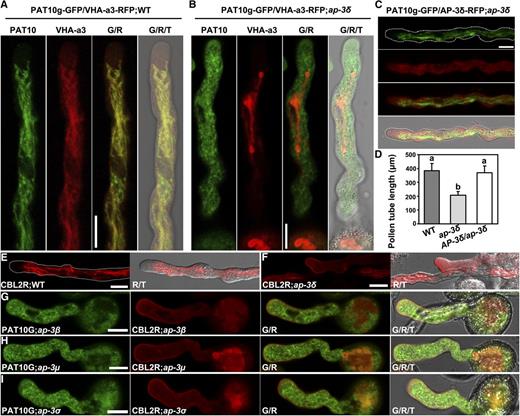 The tonoplast association of PAT10 and CBL2 relies on AP‐3 in pollen tubes. A and B, CLSM images of pollen tubes expressing PAT10g-GFP;VHA-a3-RFP in the wild type (WT; A) and in ap-3δ (B). C, CLSM images of a pollen tube expressing PAT10g-GFP in the complemented AP-3δ-RFP;ap-3δ. D, Pollen tube length. Results shown are means ± sd (n = 100). Means with different letters indicate significant differences of pollen tube length (one-way ANOVA, Dunnett’s multiple comparison test, P < 0.05). E and F, Pollen tubes stably transformed with ProUBQ10:CBL2-RFP in the wild type (E) and in ap-3δ (F). G and I, Pollen tubes stably transformed with ProUBQ10:CBL2-RFP;PAT10g-GFP in ap-3β (G), ap-3µ (H), and ap-3σ (I). G/T or R/T indicates merge of the GFP or RFP channel and the transmission channel; G/R/T indicates merge of the GFP channel, the RFP channel, and the transmission channel. Over 30 pollen tubes for each genotype were examined with similar results for data shown in A to C and E to I. Bars = 10 μm.