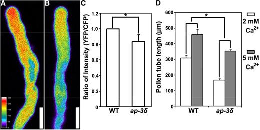 AP‐3 loss-of-function compromises the tip‐focused Ca2+ gradient. A and B, CLSM images of pollen tubes expressing the Ca2+ sensor YC3.6 in the wild type (A) and in ap-3δ (B). Images are representative of 20 pollen tubes for each genotype. Cytosolic Ca2+ levels were calibrated as described in “Materials and Methods” and pseudocolored according to the scale at the left. Bars = 10 μm. C, Quantification of fluorescence intensity as the ratio between YFP and CFP signals. Results are means ± sd (n = 20). The asterisk indicates a significant difference (Student’s t test, P < 0.01). D, Pollen tube length after 4 h of germination in medium containing 2 or 5 mm Ca2+. Results are means ± sd (n = 100). The asterisk indicates significantly different responses of pollen tube growth upon increased exogenous Ca2+ levels (Student’s t test, P < 0.01). WT, Wild type.