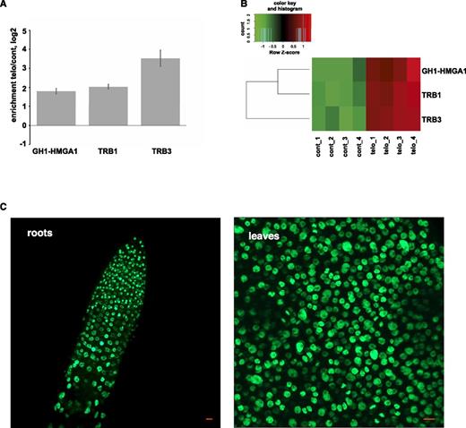 GH1-HMGA1 associates with chromatin in vivo. A, Pull-down enrichment with the telomeric probe compared with the scrambled control sequence probe. The average fold enrichment for each protein was determined from replicates (n = 4). Error bars represent sd. B, Z-scored LFQ values of the enrichment of the three proteins between the quadruplicates. C, Live imaging of a root tip and of a section of a rosette leaf of Arabidopsis plants transformed with the GH1-HMGA1-GFP fusion construct. Bars = 10 μm.