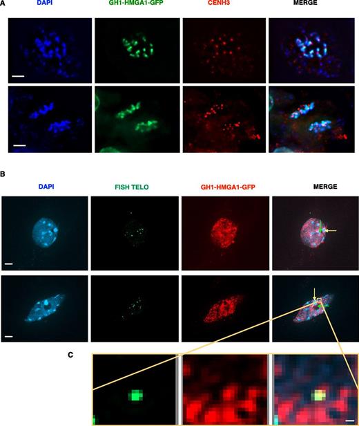 GH1-HMGA1 is a chromatin protein. A, Double immunostaining of a mitotic root tip nucleus of a GH1-HMGA1-GFP transformant with anti-GFP and anti-CENH3 antibodies. DNA is stained with 4′,6-diamino-phenylindole (DAPI; blue), GFP signal is colored in green, and CENH3 signal is colored in red. Bars = 2 μm. B, GFP immunostaining and telomeric FISH labeling of leaf nuclei of GH1-HMGA1-GFP plants. Nuclei were stained with DAPI (blue), FISH signals are colored in green, and GH1-HMGA1-GFP is colored in red. Images are collapsed Z-stack projections. Yellow arrows indicate examples of chromocenters without GH1-HMGA1 signal, and green arrows indicate examples of nucleoli devoid of GH1-HMGA1 signal. Bars = 2 μm. C, Closeup view showing colocalization between GH1-HMGA1 and one telomere. See also Supplemental Figure S3. Bar = 0.1 μm.