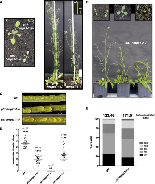 Characterization of gh1-hmga1 T-DNA lines. A and B, Images representing the developmental growth of gh1-hmga1-1 (A) and gh1-hmga1-2 (B) mutants. C, Images comparing the siliques from the wild type (WT) and gh1-hmga1-1 and gh1-hmga1-2 mutants. D, Number of seeds per silique. Black circles represent raw data, and horizontal lines represent means with error bars (±se); n = the number of analyzed siliques. E, Distribution of mitotic nuclear DNA contents in 1-week-old seedlings of wild-type and gh1-hmga1-2 mutant plants determined by flow cytometry. The endoreduplication index (EI) represents the average number of endocycles undergone by a typical nucleus (EI = 1*4C+2*8C+3*16C; Takahashi et al., 2008).