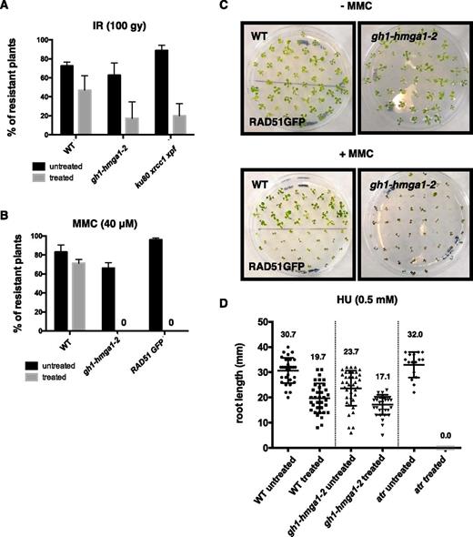 GH1-HMGA1 is involved in DNA damage repair. A, DNA damage sensitivity assay with seedlings treated with 100 Gy irradiation (IR). The DNA damage-sensitive mutant ku80 xrcc1 xpf was used as a control. Error bars indicate the se of three biological replicates with 50 seedlings each. B, DNA damage sensitivity assay with seedlings treated with 40 µm MMC. The RAD51-GFP line was used as a control (Da Ines et al., 2013). Error bars indicate the se of three biological replicates with 50 seedlings each. C, Representative plates showing control plants and plants grown 14 d in the presence of 40 µm MMC. D, DNA damage sensitivity assay of seedlings treated with 0.5 mm hydroxyurea (HU). Quantification is shown for the root length of plants grown on control medium or on medium supplemented with 0.5 mm hydroxyurea (n = 30). Black circles represent raw data. Error bars indicate the se. The atr mutant line was used as a positive control for hydroxyurea sensitivity. WT, Wild type.