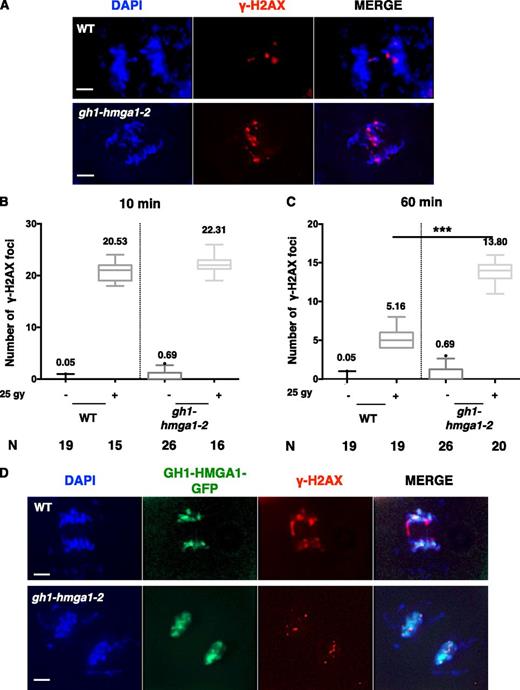 Time-course analyses of DNA damage signaling in the gh1-hmga1-2 mutant. A, Images of γ-H2AX immunostaining on root rip nuclei of the wild type (WT) and the gh1-hmga1-2 mutant 60 min after irradiation with 25 Gy. DNA is stained with DAPI (blue), and γ-H2AX signal is colored in red. Bars = 2 µm. B, Box plots of γ-H2AX foci counted on mitotic nuclei of root tips extracted from plants 10 min after irradiation with 25 Gy. The number (N) of nuclei analyzed is indicated. C, Box plots of γ-H2AX foci counted on mitotic nuclei of root tips extracted from plants 60 min after irradiation with 25 Gy. The number of nuclei analyzed is indicated. The difference in the number of foci 60 min after irradiation between the wild type and the mutant is significant, as determined by unpaired Student’s t test (***, P < 0.001). D, Double immunostaining with anti-GFP and anti-γ-H2AX antibodies of mitotic root tip nuclei of the wild type and a GH1-HMGA1-GFP transformant 10 min after irradiation with 25 Gy. DNA is stained with DAPI (blue), GFP signal is colored in green, and γ-H2AX signal is colored in red. Bars = 2 µm.