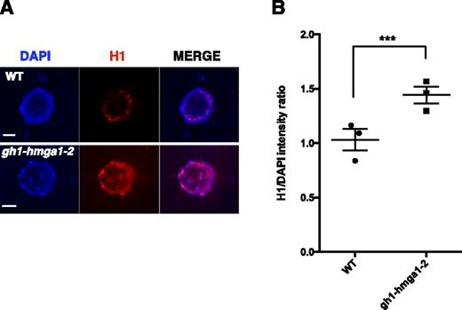 H1 fluorescence intensity in the gh1-hmga1-2 mutant. A, Immunostaining with anti-H1 antibody of root tip nuclei. DNA is stained with DAPI (blue), and H1 signal is colored in red. Bars = 2 µm. B, Box plots representing the H1-DAPI fluorescence intensity ratio measured from root tip nuclei in the gh1-hmga1-2 mutant compared with the wild type (WT). The asterisks indicate significant differences (unpaired Student’s t test, ***, P < 0.001). Data are from three independent experiments calculating the intensity of 25 S- and G2-phase nuclei coming from five different fields in each experiment (75 nuclei in total).