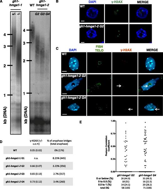 Telomere instability in the gh1-hmga1 mutants. A, TRF analyses of bulk telomere length in genomic DNA using telomeric repeat probes. For gh1-hmga1-1, DNA was extracted from either heterozygous (+/−) or mutant (−/−) G1 buds. For gh1-hmga1-2, DNA was extracted from seedlings at the second (G2), third (G3), and fourth (G4) generations. B, γ-H2AX immunofluorescence staining of root nuclei of the gh1-hmga1-2 mutant. Nuclei were stained with DAPI (blue), and γ-H2AX foci are colored in green. Images are collapsed Z-stack projections of a deconvolved three-dimensional image stack. Bars = 2 μm. C, Immuno-FISH staining: γ-H2AX immunostaining and telomeric FISH labeling of root tip nuclei of GH1-HMGA1-GFP plants. Nuclei were stained with DAPI (blue), FISH signals are colored in green, and γ-H2AX foci are colored in red. Images are collapsed Z-stack projections. Arrows indicate telomere-induced foci. Bars = 2 μm. D, Table presenting the mean number of γ-H2AX from five apices (100 nuclei in total) and the percentage of anaphase bridges. E, Range of the Pearson correlation coefficient of γ-H2AX/telomeres calculated with the colocalization module of the ZEN software using Z-stack files. The numbers of analyzed foci are indicated. Foci with coefficients below 0 are considered as noncolocalized, foci with coefficients between 0 and 0.5 are considered as partially colocalized, and foci with coefficients between 0.5 and 1 are considered as fully colocalized. WT, Wild type.