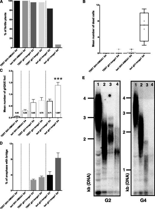 Telomeric insufficiencies are independent of telomerase. A, Percentage of fertile plants (n = 60 plants) in the fourth generation (G4) of TERT GH1-HMGA1 and tert GH1-HMGA1 mutants and in the third (G3) and fourth generations of TERT gh1-hmga1 and tert gh1-hmga1 mutants. B, Graphic representing the number of dead cells counted in 10 root tips stained with propidium iodide. C, Mean number (and se) of γ-H2AX foci from five apices (100 nuclei in total). The asterisks indicate a significant difference between TERT gh1-hmga1 and tert gh1-hmga1 mutants in G4 (unpaired Student’s t test, ***, P < 0.001). D, Mean percentage (and se) of anaphases presenting at least one bridge from at least 50 anaphases from three different experiments in each case. E, TRF analyses of bulk telomere length in genomic DNA using telomeric repeat probes. DNA was extracted from seedlings at the second (G2) and fourth generations. Telomeric profiles are presented for GH1-HMGA1 TERT G2 (lane 1), gh1-hmga1 TERT G2 (lane 2), GH1-HMGA1 tert G2 (lane 3), and gh1-hmga1 tert G2 (lane 4).