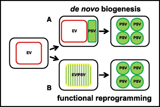 Hypotheses for PSV formation tested in this work. A, PSV form de novo, briefly coexisting with the EV to eventually become the dominant structure in mature seeds. During the transition, PSV-specific tonoplast markers (green outline) appear alongside the EV tonoplast markers (red outline). B, PSV arise through reprogramming of the EV by the accumulation of seed storage proteins in the EV lumen (green pattern fill). PSV and EV tonoplast markers coexist (yellow outline) while the EV is converted to a PSV.