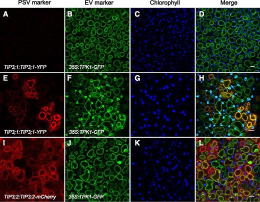 PSV tonoplast markers appear on the preexisting EV tonoplast in bent cotyledon embryos. Embryos constitutively expressing the EV tonoplast marker 35S:TPK1-GFP (green) and the PSV tonoplast markers (red) TIP3;1:TIP3;1-YFP (top and middle rows) or TIP3;2:TIP3;2-mCherry (bottom row) are shown. Chlorophyll autofluorescence is shown in blue. A to D, In early-bent cotyledon embryos, the EV is labeled with TPK1-GFP before PSV markers are expressed. E to L, In late-bent cotyledon embryos, PSV tonoplast markers colocalize with the EV tonoplast marker. Bars = 5 μm.