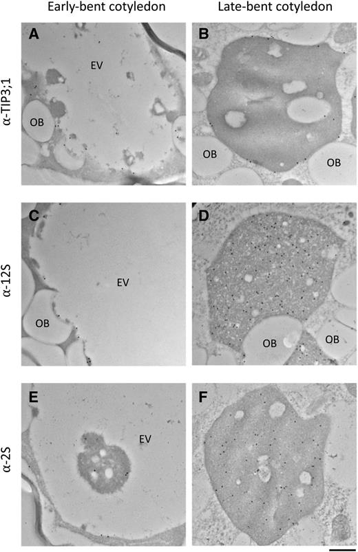 Immunogold labeling reveals the localization of PSV tonoplast aquaporin TIP3;1 and the 2S albumin and 12S globulin seed storage proteins to the EV in bent cotyledon embryo cells. A and B, Anti-TIP3;1 antibody labels the tonoplast of transitioning vacuoles. C and D, Anti-12S globulin antibody labels electron-opaque material accumulating along the luminal side of the tonoplast (C) and the entire PSV lumen in late-bent cotyledon embryos (D). E and F, Anti-2S antibody labels electron-opaque material accumulating along the luminal side of the tonoplast (E) as well as electron-opaque material in the vacuole lumen (F). OB, Oil bodies. Bar = 500 nm.